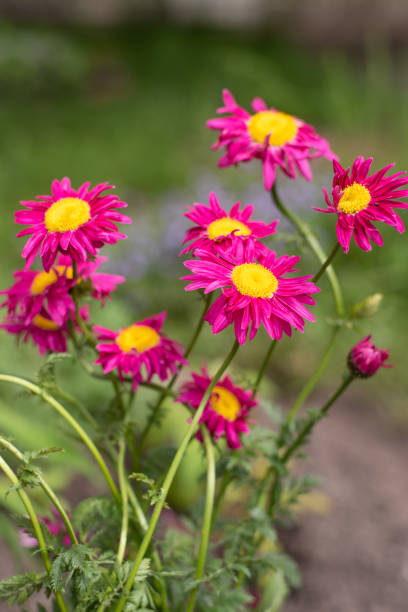 istock The pink pyrethrum, or Persian Daisy, lat. Pyrethrum roseum 2185494775
