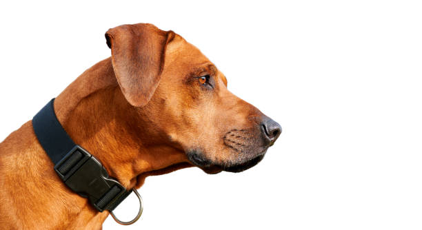 istock Rhodesian ridgeback dog side view close-up portrait isolated on white background 2185496609