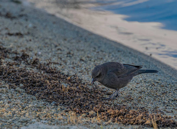 Brewer's blackbird (Euphagus cyanocephalus) is a medium-sized New World blackbird. It is named after the ornithologist Thomas Mayo Brewer.  Passeriformes. Mono Lake Tufa State Natural Reserve. Eating Alkali flies (Ephydra hians), a speices of brine fly, at Mono Lake, California. Adult flies live 3-5 days, during which they eat algae and lay eggs in the hypersaline water.