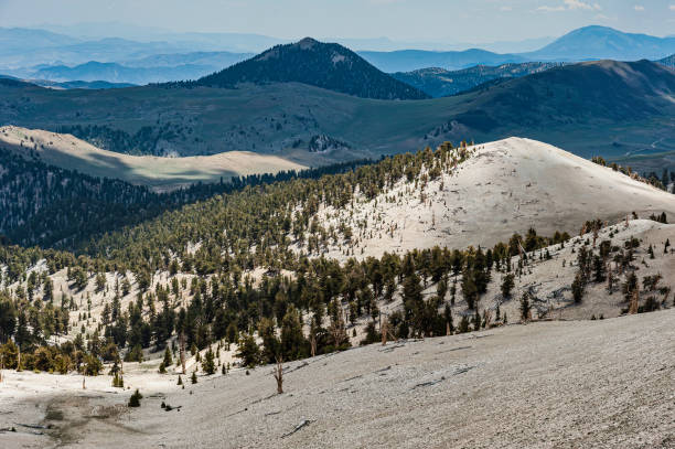 istock Bristlecone Pine Forest showing growth on Dolomite Rock, White Mountains in California, Pinus longaeva. 2185497229