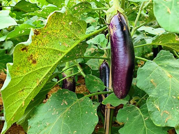 istock eggplant plant with fresh and healthy fruit 2185498880