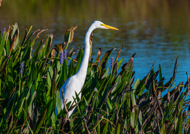 White Heron