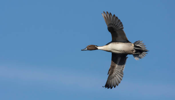 istock Flying Pintail Duck Perfection 2185501027