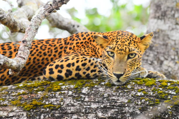 istock The Leopards of Sri Lanka 2185501166