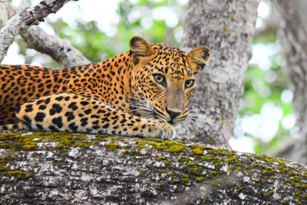 istock The Leopards of Sri Lanka 2185501443