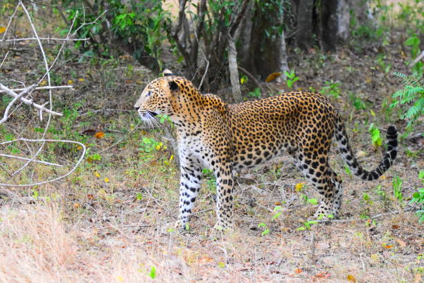 istock The Leopards of Sri Lanka 2185501444