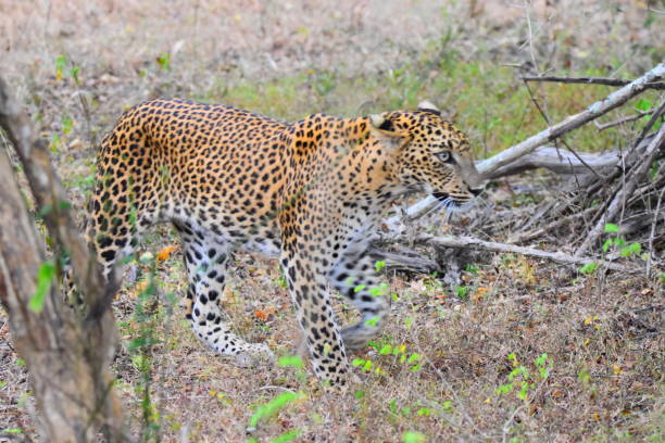 istock The Leopards of Sri Lanka 2185501557