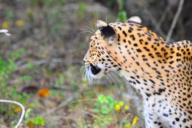 Close-up of leopard at night. It is stalking the prey silently and stealthily.