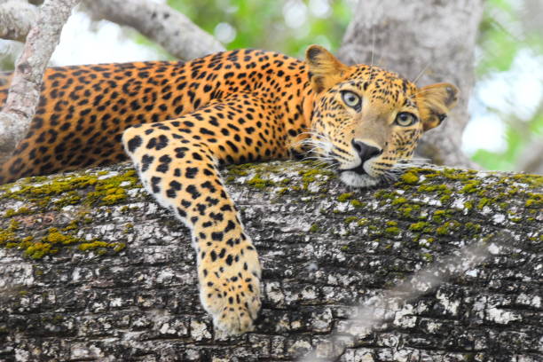 istock The Leopards of Sri Lanka 2185501839