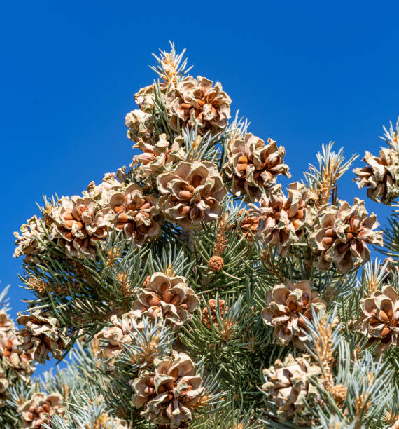 Single-leaf Pinyon Pine, Pinyon Pine cones, Pinus monophylla,  Ancient Bristlecone Forest; Inyo National Forest, California Ancient Bristlecone Forest; Inyo National Forest