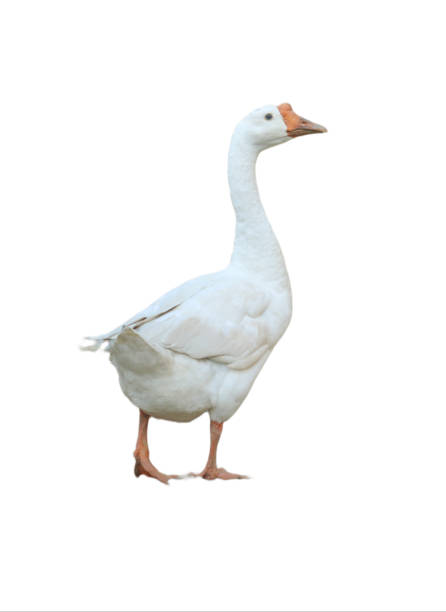 istock Full body goose isolated on white background. Feathered bird. Duck, goose. 2185502777