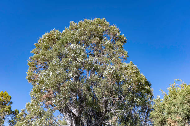 Utah Juniper from the White Mountains of California. Ancient Bristlecone Pine Forest. Inyo National Forest, Inyo County, California. Trees loaded with fruit.
