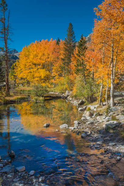 istock Weir pond with quaking aspens in full fall color and reflections in the middle fork of the Bishop Creek in Inyo National Forest, East side of the Sierra Nevada Mountains of California. 2185502843