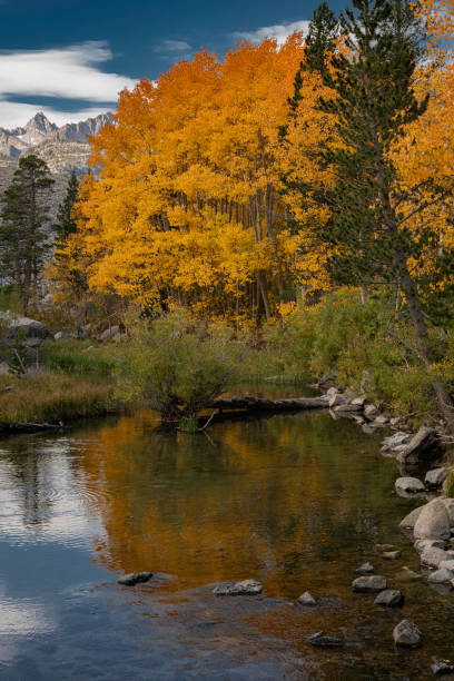 istock Weir pond with quaking aspens in full fall color and reflections in the middle fork of the Bishop Creek in Inyo National Forest, East side of the Sierra Nevada Mountains of California. 2185502864