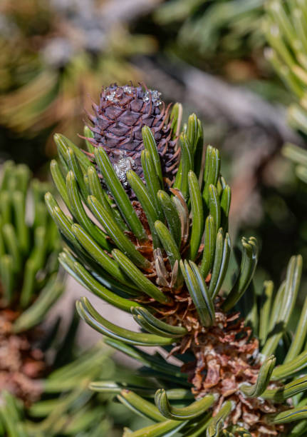 istock Pinus longaeva  referred to as the Great Basin bristlecone pine, intermountain bristlecone pine, or western bristlecone pine is a long-living species of bristlecone pine tree found in the higher mountains of California, Nevada, and Utah. Ancient Bristleco 2185502934
