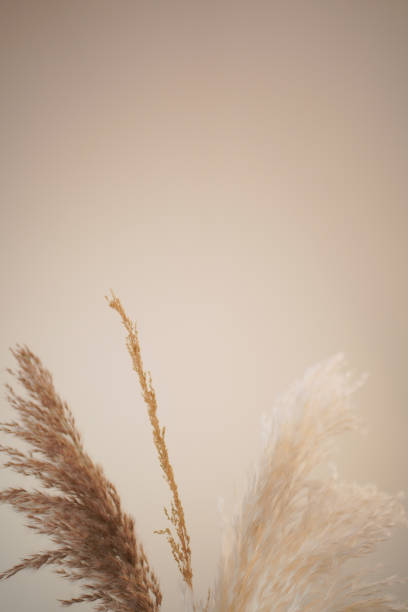 istock Harvest florals and Fall vegetation and flowers 2185503616