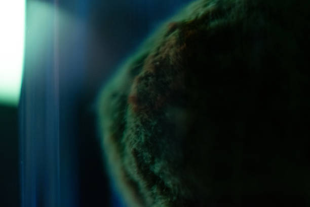 A close up a mossball that looks similar to an abstract textured sphere.