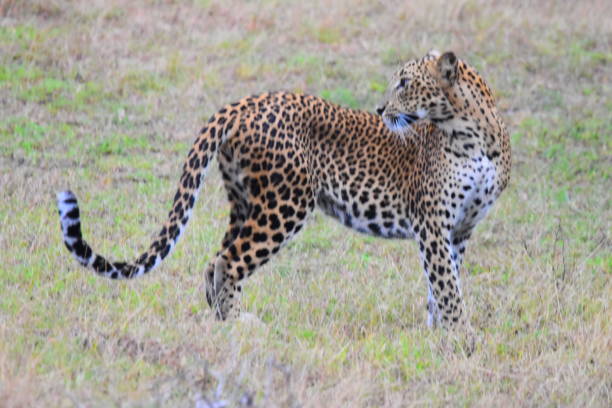 istock The Leopards of Sri Lanka 2185505322