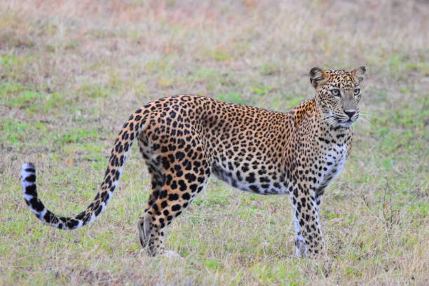 istock The Leopards of Sri Lanka 2185505443