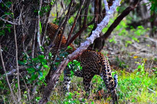 istock The Leopards of Sri Lanka 2185505910
