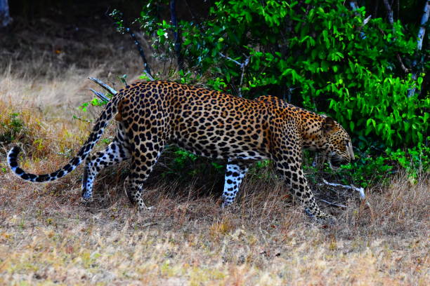 istock The Leopards of Sri Lanka 2185506559