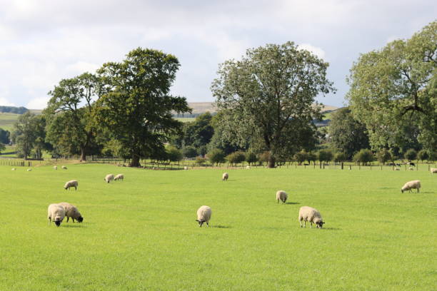 istock Sheep grazing in a field in summer sunshine 2185507638