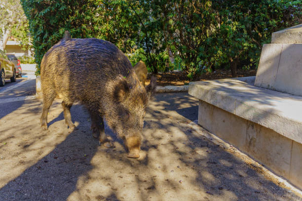 View of a wild boar in a public garden in Haifa, Israel