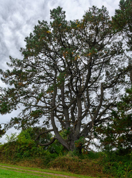 istock A very large, majestic pine tree or similar tree, with a visible trunk and all its branches full of leaves, standing tall behind the clouds. 2185508044