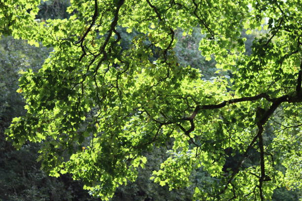Sycamore tree canopy in summer illuminated by sunshine
