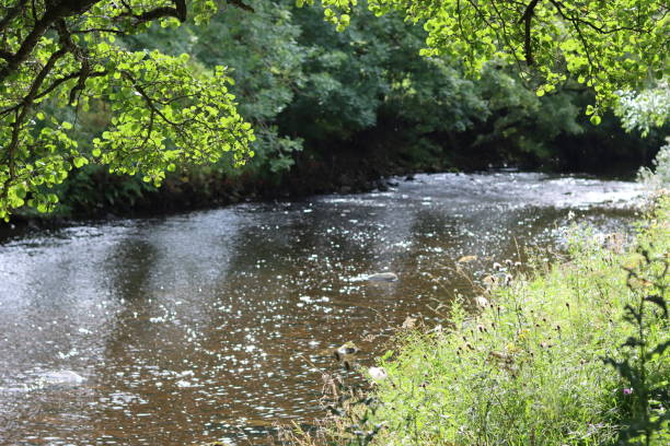 istock View along a river in summer, with sunlight shining on calm water 2185508504