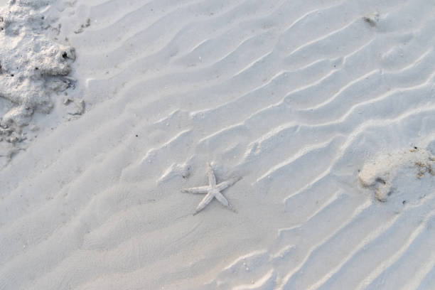 A serene beach scene showcasing a delicate starfish resting on fine sand, with gentle ripples creating a tranquil atmosphere.