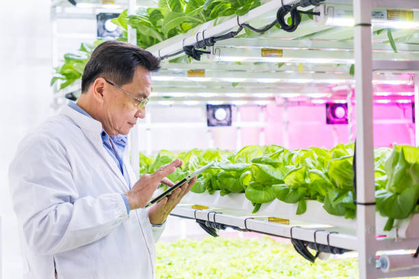 istock An Asian scientist man inspects hydroponics vibrant lettuce plants under ultraviolet pink grow lights in a modern indoor garden using a tablet. Science for food sustainable concept and business. 2185510421
