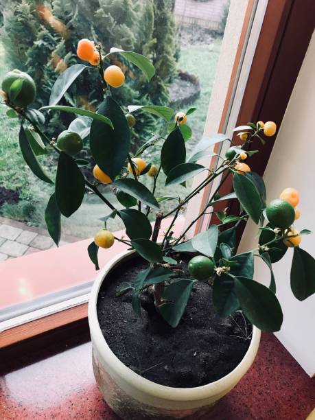 istock Potted citrus plant with green and orange fruit by a window 2185511356