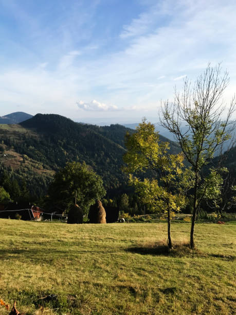 A peaceful rural scene featuring a vast open field, scattered trees, and distant mountains under a clear blue sky. The serene setting evokes a sense of calm and tranquility.