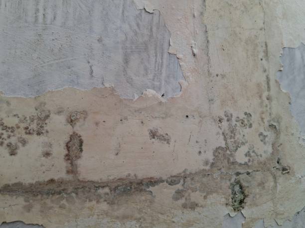 istock walls with moss, mold, and peeling paint 2185511621
