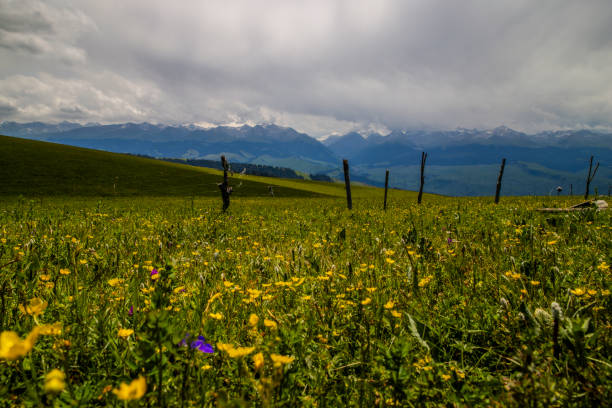 Narati Tourism Scenic Area, referred to as Narati Tourism Scenic Area, is located in Xinyuan County, Ili Kazak Autonomous Prefecture, Xinjiang Uygur Autonomous Region, is located in the hinterland of the Tianshan Mountains, the east end of the Ili River Valley. In 1999, Narati Scenic Spot was established, with a total planning area of 1848 square kilometers. From south to north, the scenic area consists of alpine grassland sightseeing area, Kazakh folk customs area and tourist living area. [2] The Narati tourist scenic area integrates grassland, gully and forest with high vegetation coverage rate and rich wildlife resources. It is known as \