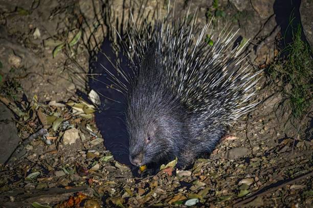 istock Porcupine in Natural Habitat 2185513132