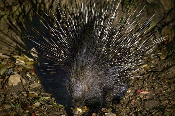 istock Porcupine in Natural Habitat 2185513134