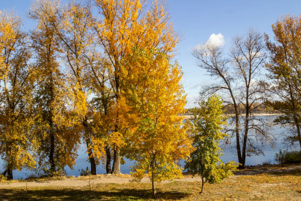 istock Trees with yellow crowns on the river bank. 2185513370