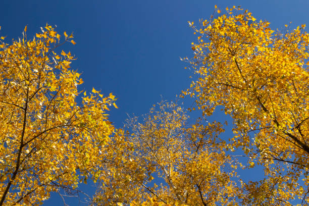 Tree tops with yellow leaves against the blue sky.