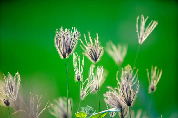 This beautiful image showcases delicate grass flowers against a soft green background, highlighting nature's tranquility and vibrant colors in harmonious outdoor scenery.