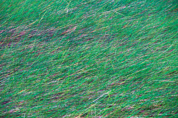 Beautiful texture of lush green grass highlighted by vibrant strands and soft light creating a peaceful atmosphere, ideal for nature-themed projects and backgrounds.
