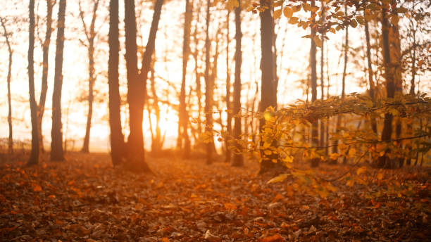 Golden sunlight filters through the trees in an autumn forest, casting a warm glow on the fallen leaves and serene woodland landscape at sunset.