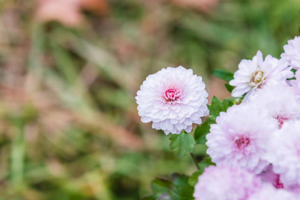 Close-up of cute little white chrysanthemums.