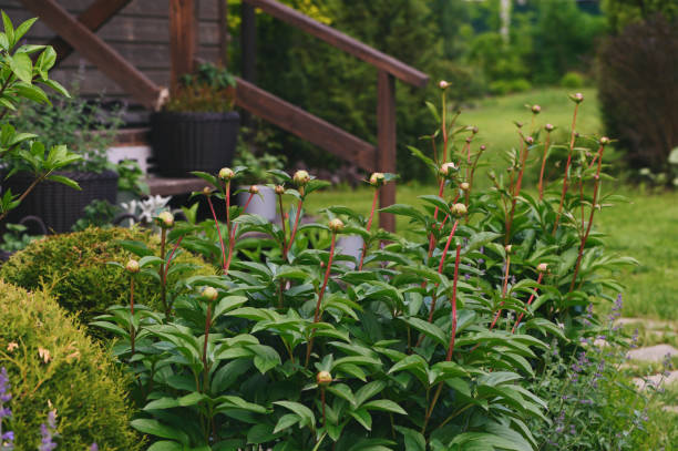 istock summer or spring natural country garden view with peony bulbs 2185514749