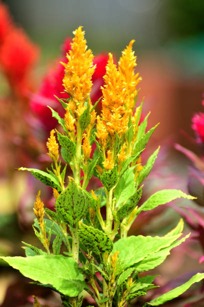 istock Celosia argentea / Cockscomb Flower: Warm Weather Annual with Dense Feathery Plumes 2185515325