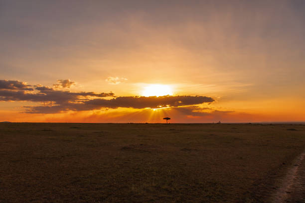 istock African savannah with a beautiful sunset 2185516750
