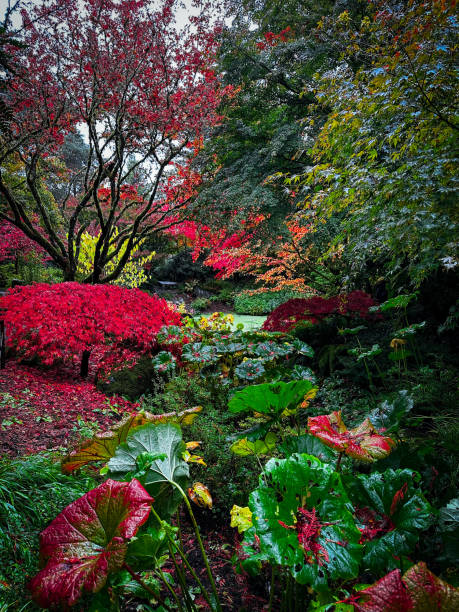 istock Vibrant Autumn Garden in Bellevue, Washington 2185517434