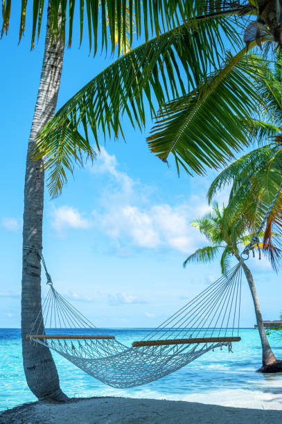 Hammock under palm trees on the tropical paradise beach