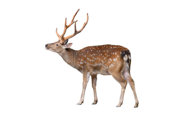istock male European fallow deer isolated on a white background 2185518402
